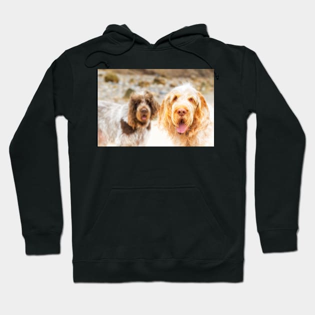 Beach hair Spinone Hoodie by heidiannemorris